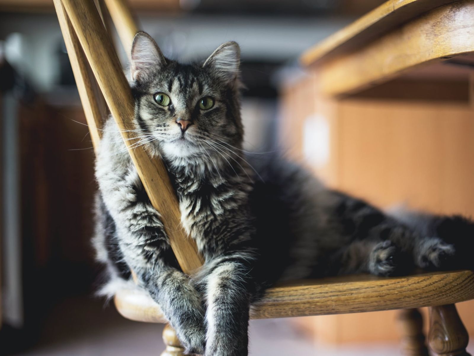 How to spot metabolic diseases in cats